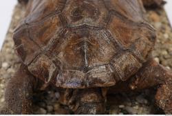 Photo Textures of Tortoise Shell